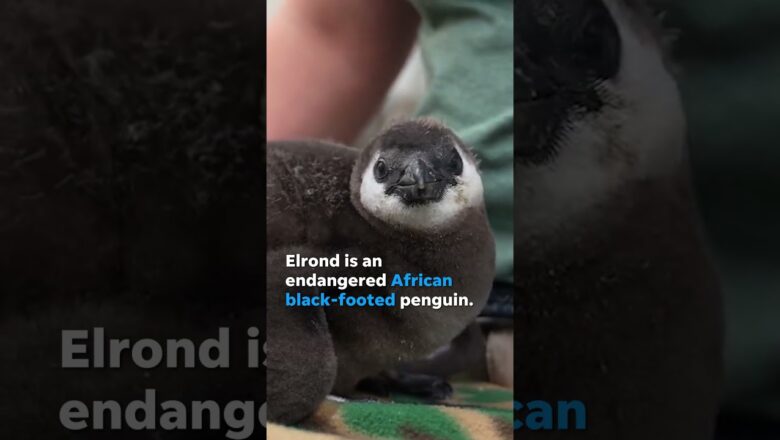 Endangered African black-footed penguin hatched at Memphis Zoo #Shorts