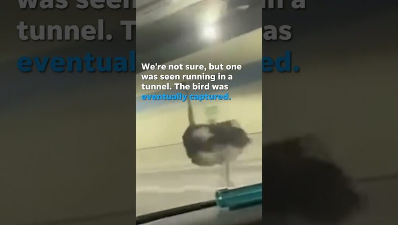 Escaped ostrich leads to temporary traffic congestion inside busy highway tunnel #Shorts