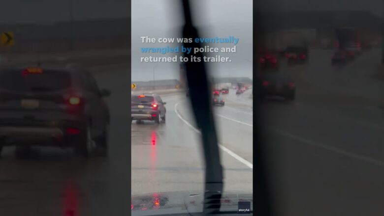 Faulty lock frees cow from its trailer, allowing it to go for a run down a highway #Shorts