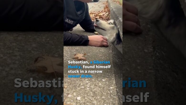 First responders help pull Siberian Husky from narrow sewer drain #Shorts