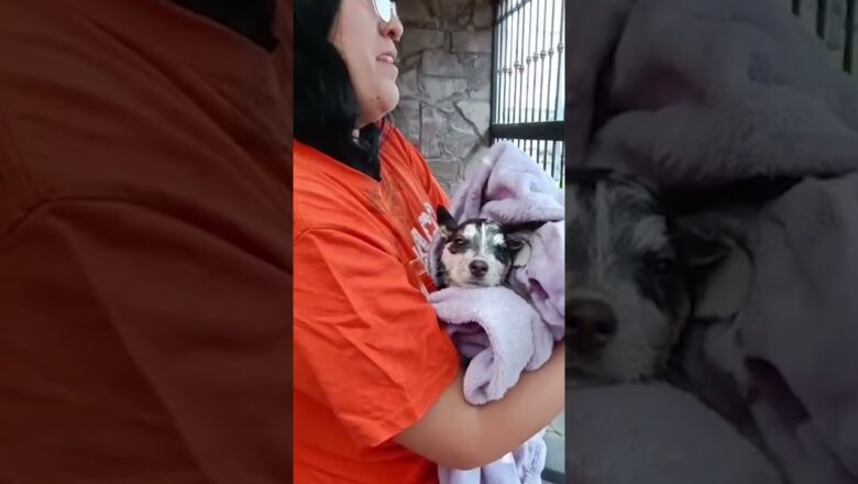 First responders rescue puppy after getting stuck in car’s suspension #Shorts