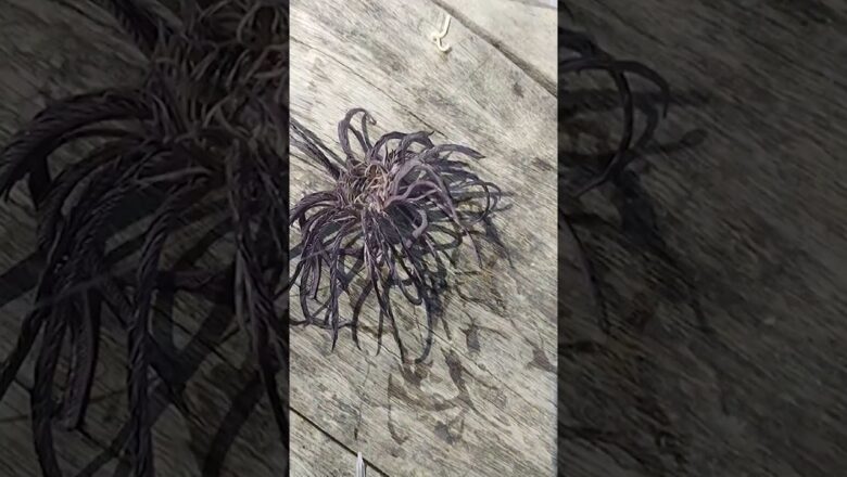 Fishermen baffled by odd sea creature caught in net while fishing #Shorts