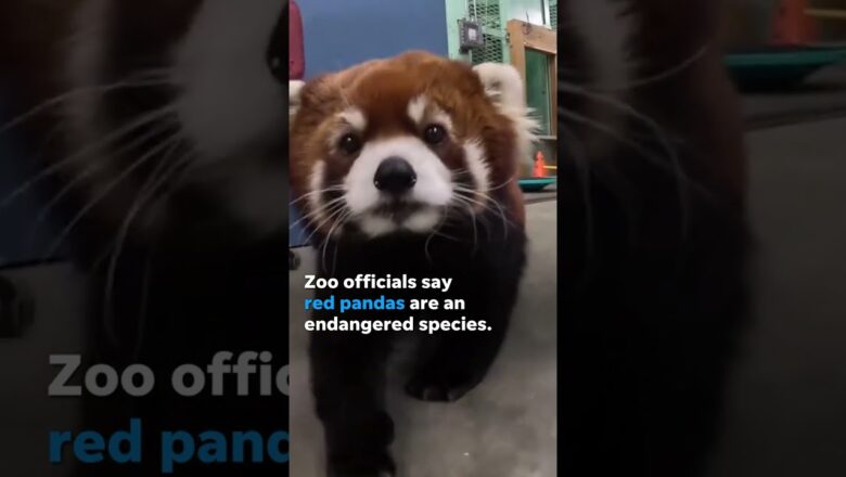 Moshu the red panda goes for a walk around the Oregon Zoo #Shorts