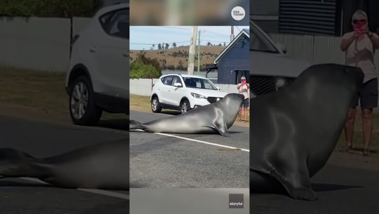 ‘Neil’ the elephant seal grabs onlookers’ attention with pose #Shorts