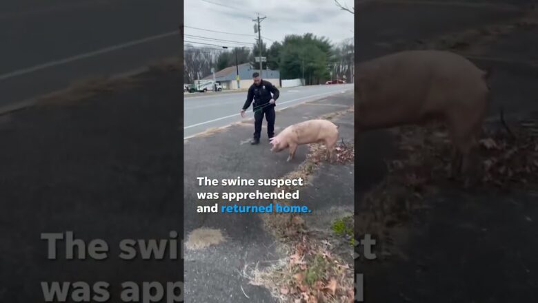 Police officers laugh as they struggle to apprehend a runaway pig #Shorts