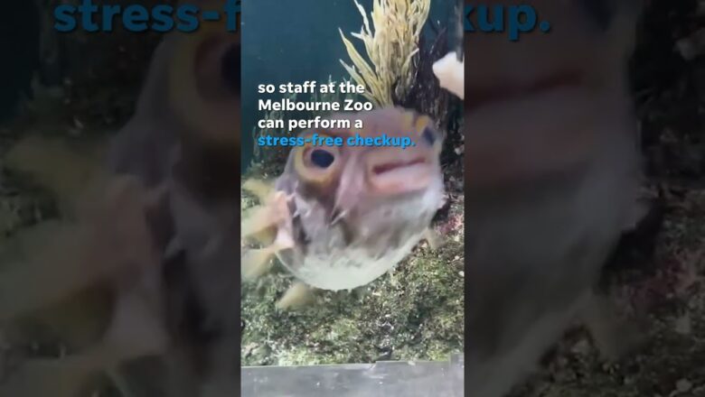 Pufferfish receives stress-free checkups by swimming onto platform #Shorts