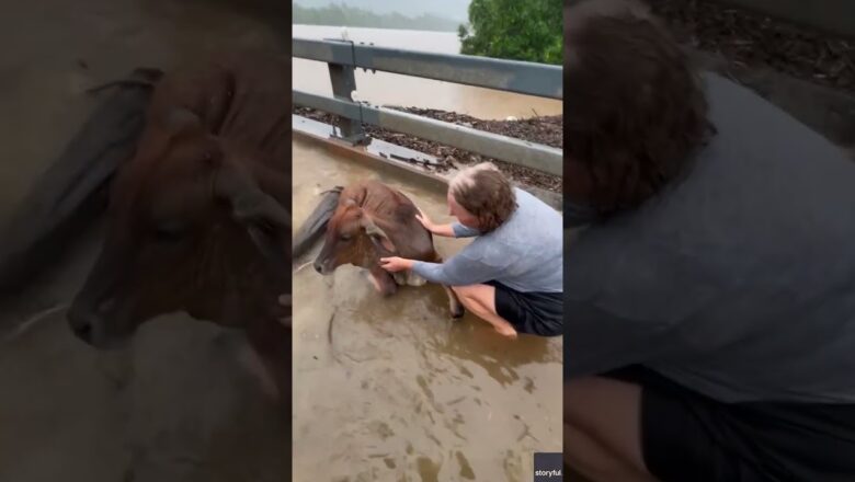 Residents in Australia help rescue cow from dangerous floodwaters #Shorts