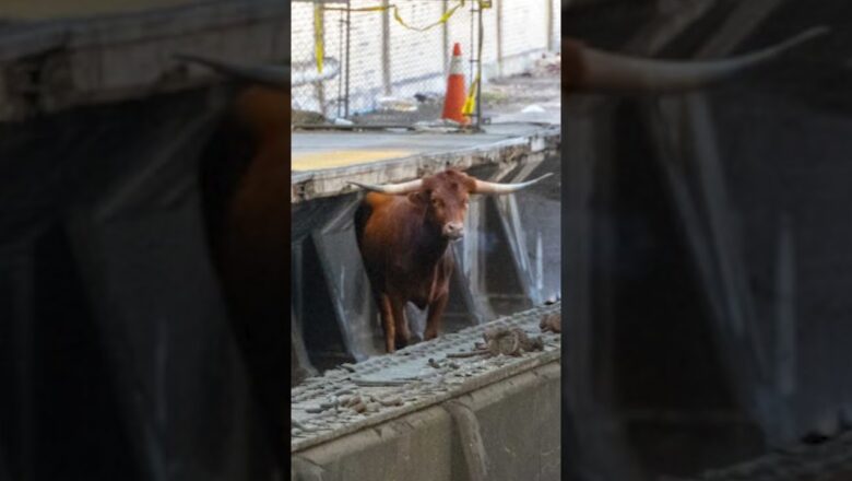 Runaway bull shuts down NJ Transit train station #Shorts