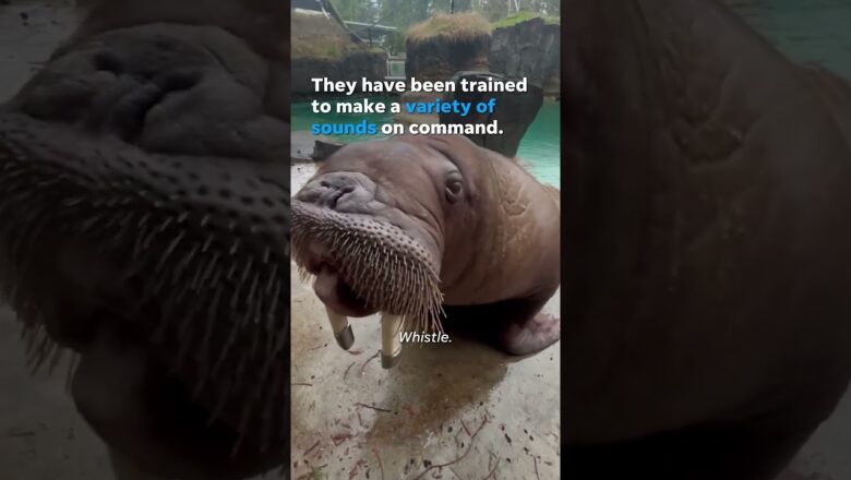 The video “Walruses respond to commands by trainers #Shorts