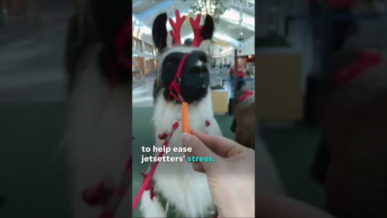 ‘Therapy llamas’ in one airport is helping lessen holiday travel stress #Shorts