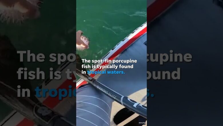 Unlikely pufferfish encounter thrills paddleboarder #Shorts