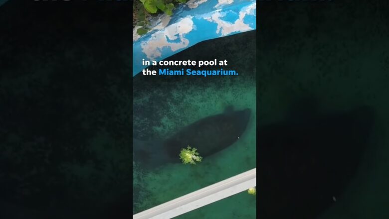 Viral video of lonely manatee in concrete pool sparks rescue efforts from activists #Shorts