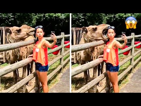 Wildlife Gone Wild!! | What Were They Thinking?