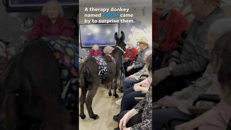 Adorable therapy donkey Tiptoe visits, brings joy to senior living facility residents #Shorts