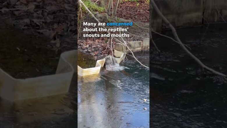 Alligators lean on instincts to survive freezing water #Shorts