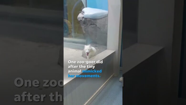 Arctic fox mimics human’s movements, dances with her at zoo #Shorts