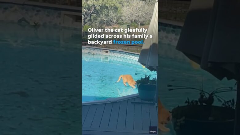 Curious cat gleefully glides across a frozen pool #Shorts