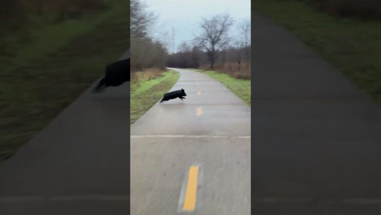 Cyclists thrilled after witnessing wild hogs running along bike trail #shorts