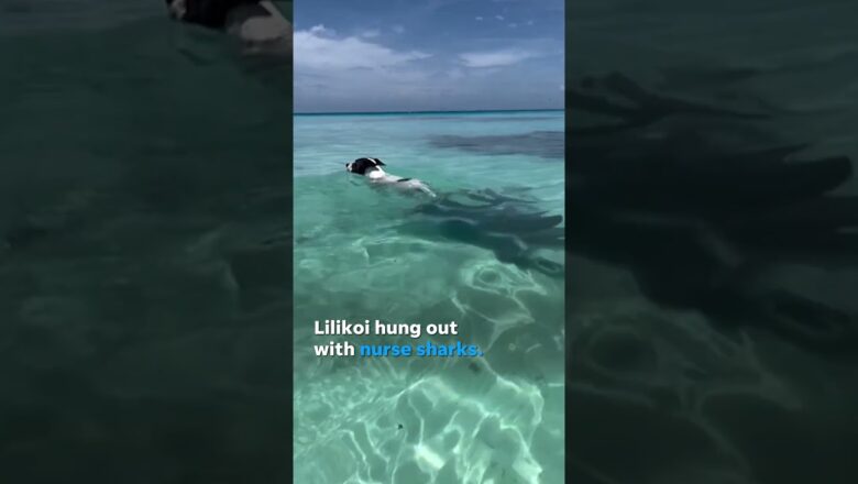 Fearless dog makes friends with nurse sharks during a swim in gorgeous French Polynesia #Shorts