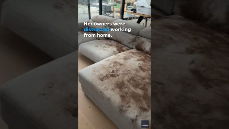 Golden Retriever leaves muddy mess on couch after playing in rain #Shorts