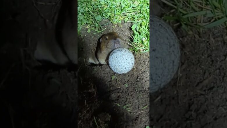 Gopher pushes golf ball up a hole #Shorts