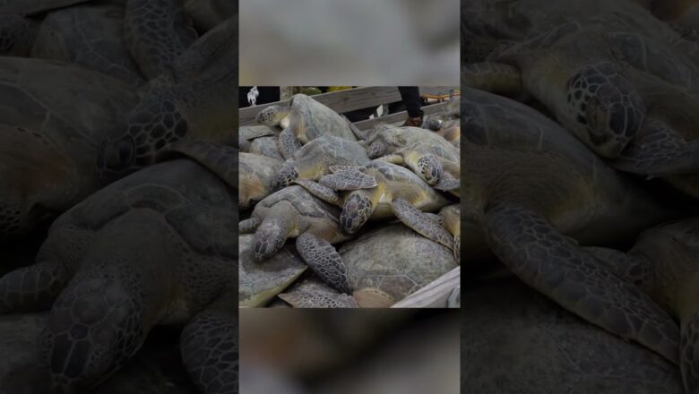 Hundreds of cold-stunned sea turtles rescued from winter weather #Shorts