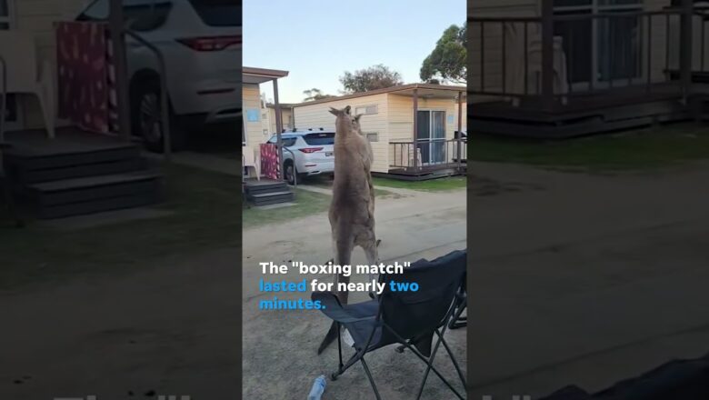 Kangaroos box each other in intense showdown at caravan park #Shorts