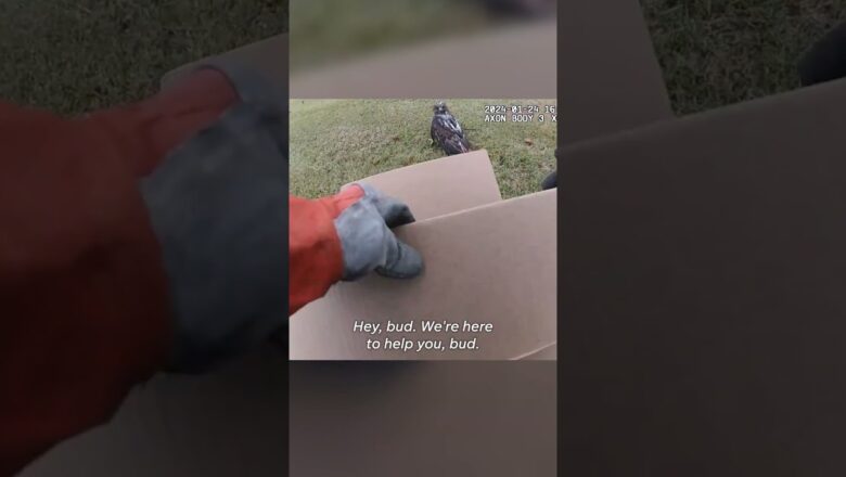 Officer uses ‘high-tech devices’ to capture injured hawk #Shorts