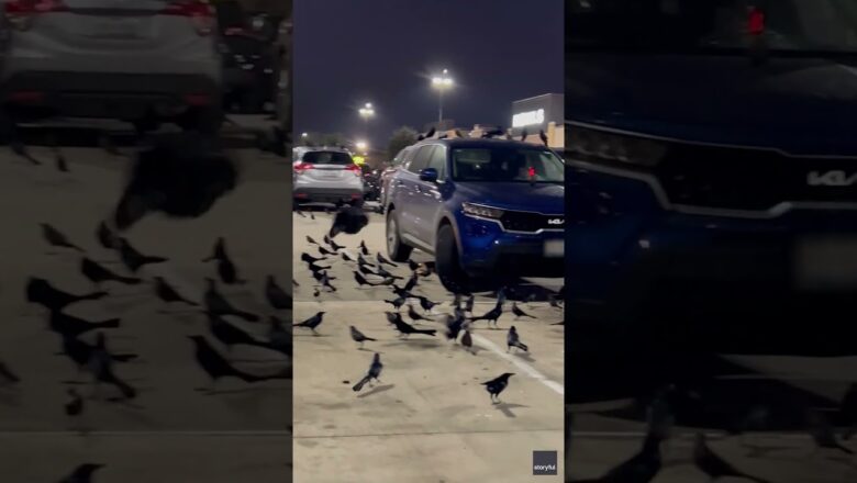 ‘This is ridiculous.’ Birds make parking lot a perfect perching place. #Shorts