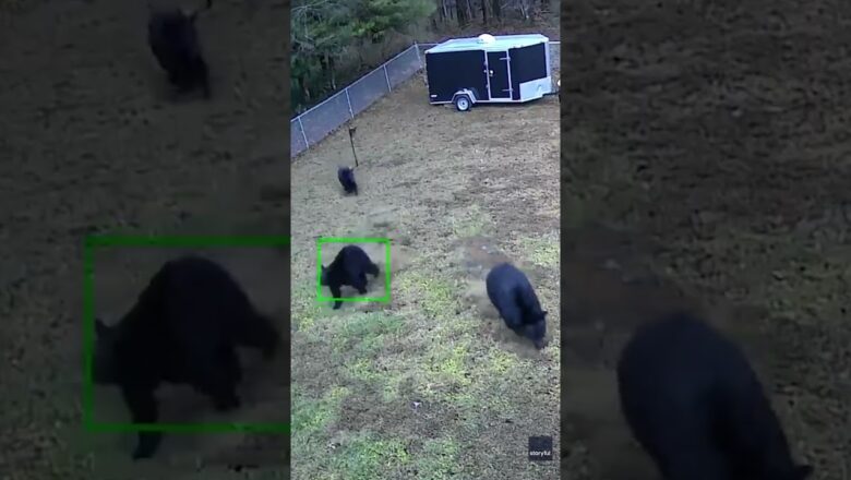 Watch: 20-pound dog runs off three black bears from yard #Shorts