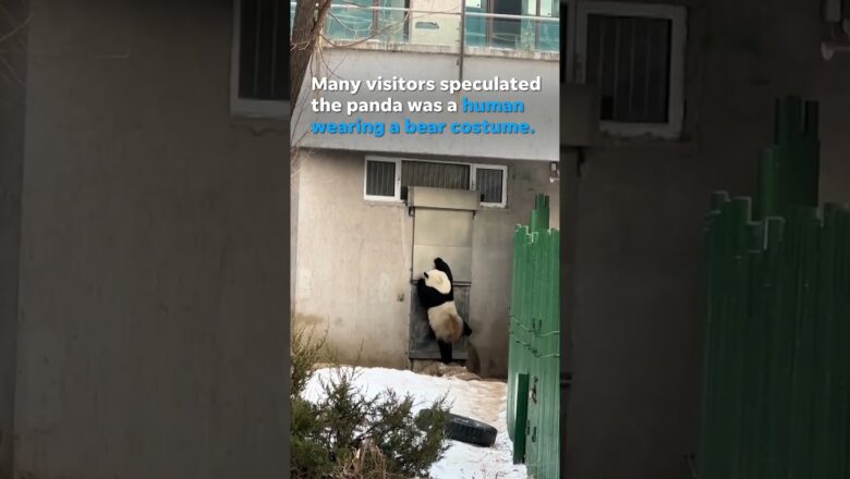 Watch: Human-like giant panda bear sparks rumors #Shorts