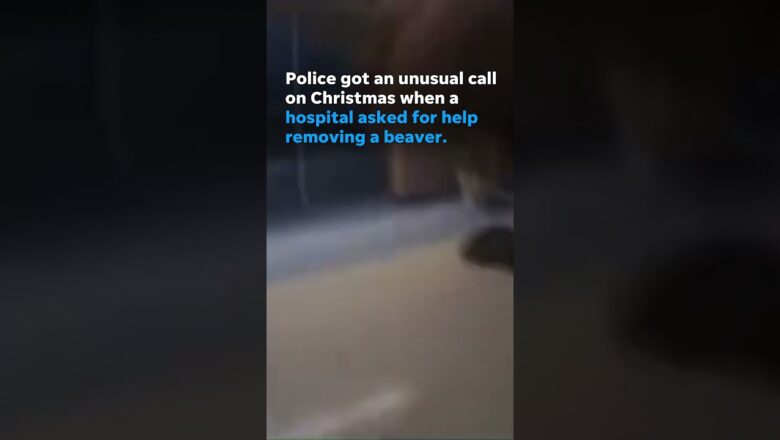 Watch: Police called to help remove beaver from hospital lobby #Shorts