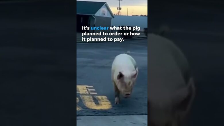 Watch: Runaway pig waddles outside McDonald’s drive-thru #Shorts