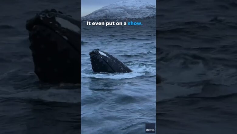 Whale lifts head out of water, surprises tourists #Shorts