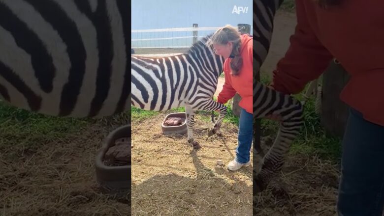 Who’s a good boy? ?? #zebra #Shorts