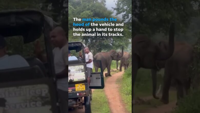 Charging elephant stopped in its tracks by calm safari guide #Shorts