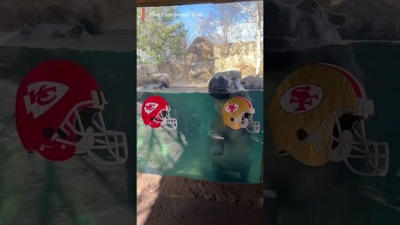 Chiefs vs. 49ers: These animals predict Super Bowl outcome  #Shorts