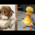 Cute Baby Animals Videos Compilation | Funny and Cute Moment of the Animals #19 – Cutest Animals