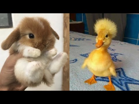 Cute Baby Animals Videos Compilation | Funny and Cute Moment of the Animals #19 – Cutest Animals