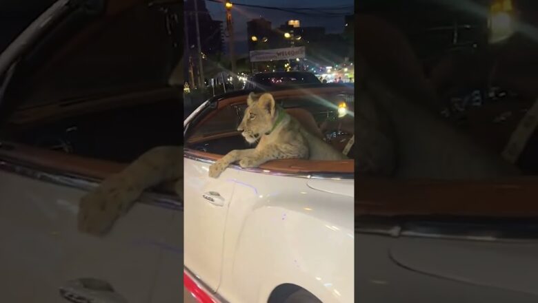 Driver arrested after chauffeuring pet lion around in Bentley #Shorts