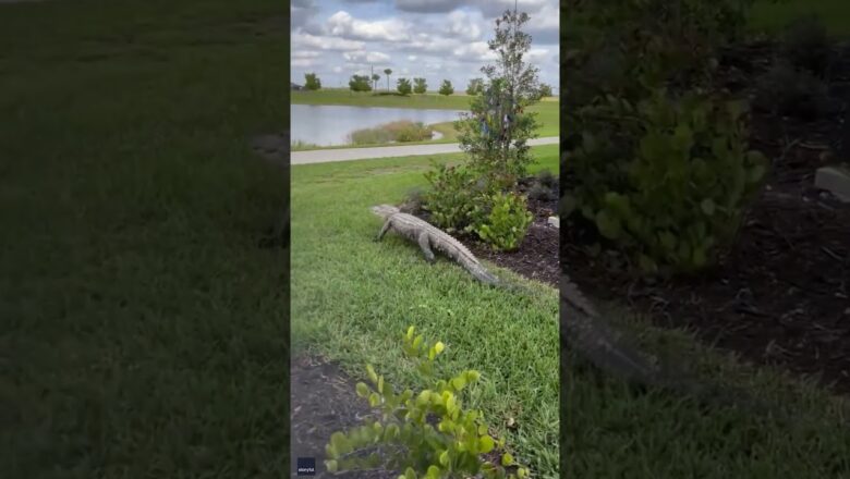 Florida gator charges at golf cart #Shorts