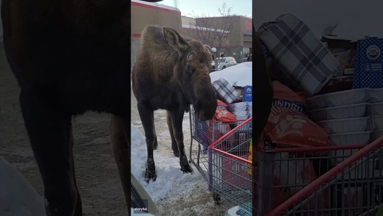 Hungry moose goes grocery shopping in woman’s cart outside of store #Shorts