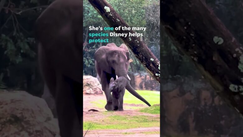 Meet the newest addition to Disney’s Animal Kingdom: Baby Corra #Shorts