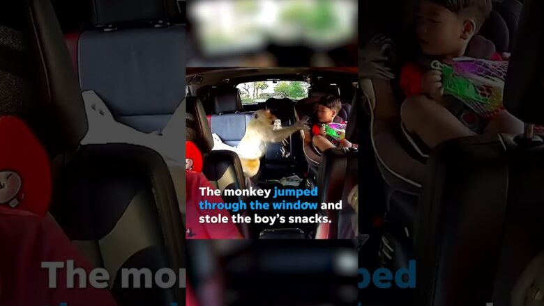 Monkey jumps through a car window to steal a boy’s snacks #Shorts