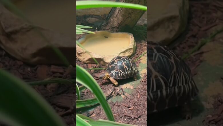 Tiny tortoise triplets celebrate first birthday at Houston Zoo #Shorts