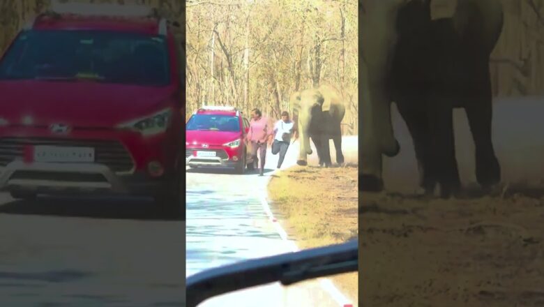 Tourists manage to escape charging elephant’s dangerous path #Shorts