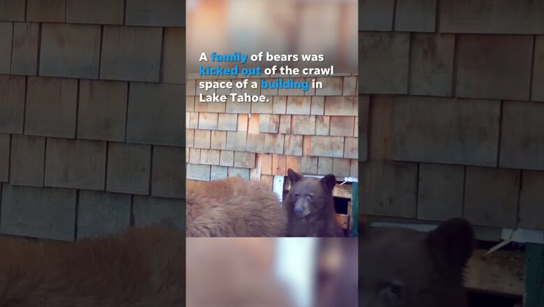 Trio of bears pushed back into nature after found under building #Shorts