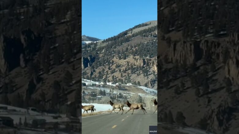 Watch: Elk herd stops traffic #Shorts