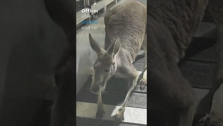 Watch: Helicopter camera captures officers chasing a loose kangaroo #Shorts