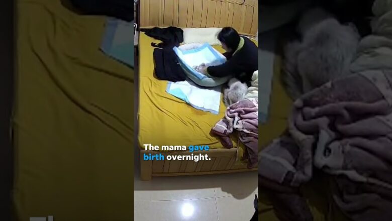 Woman wakes to find a purrfect surprise at the end of her bed #Shorts